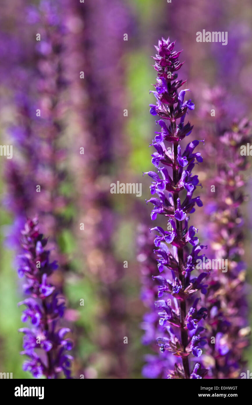 Steppen-Salbei, Blauhuegel, (Salvia nemorosa), DIE GARTEN TULLN 2009 - Sage, (Salvia nemorosa) Stock Photo