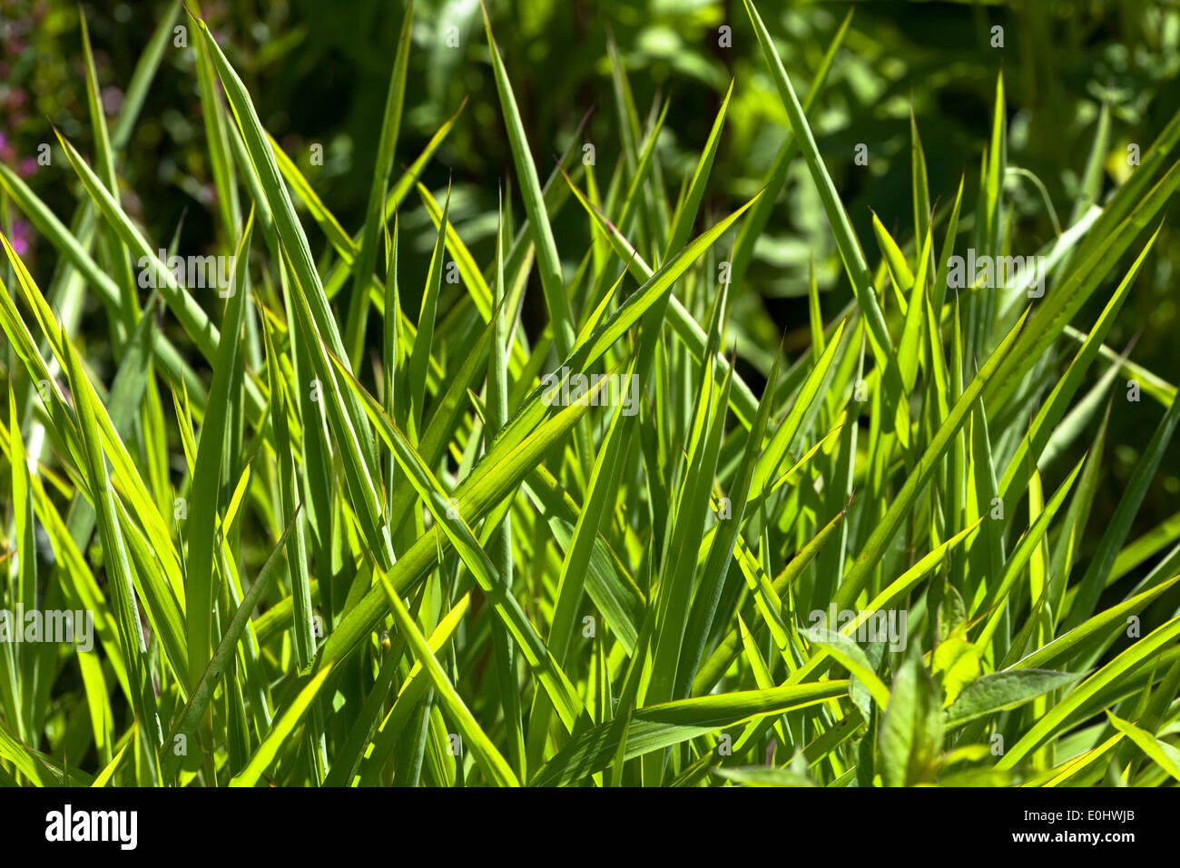 Grashalme - Grass Stock Photo