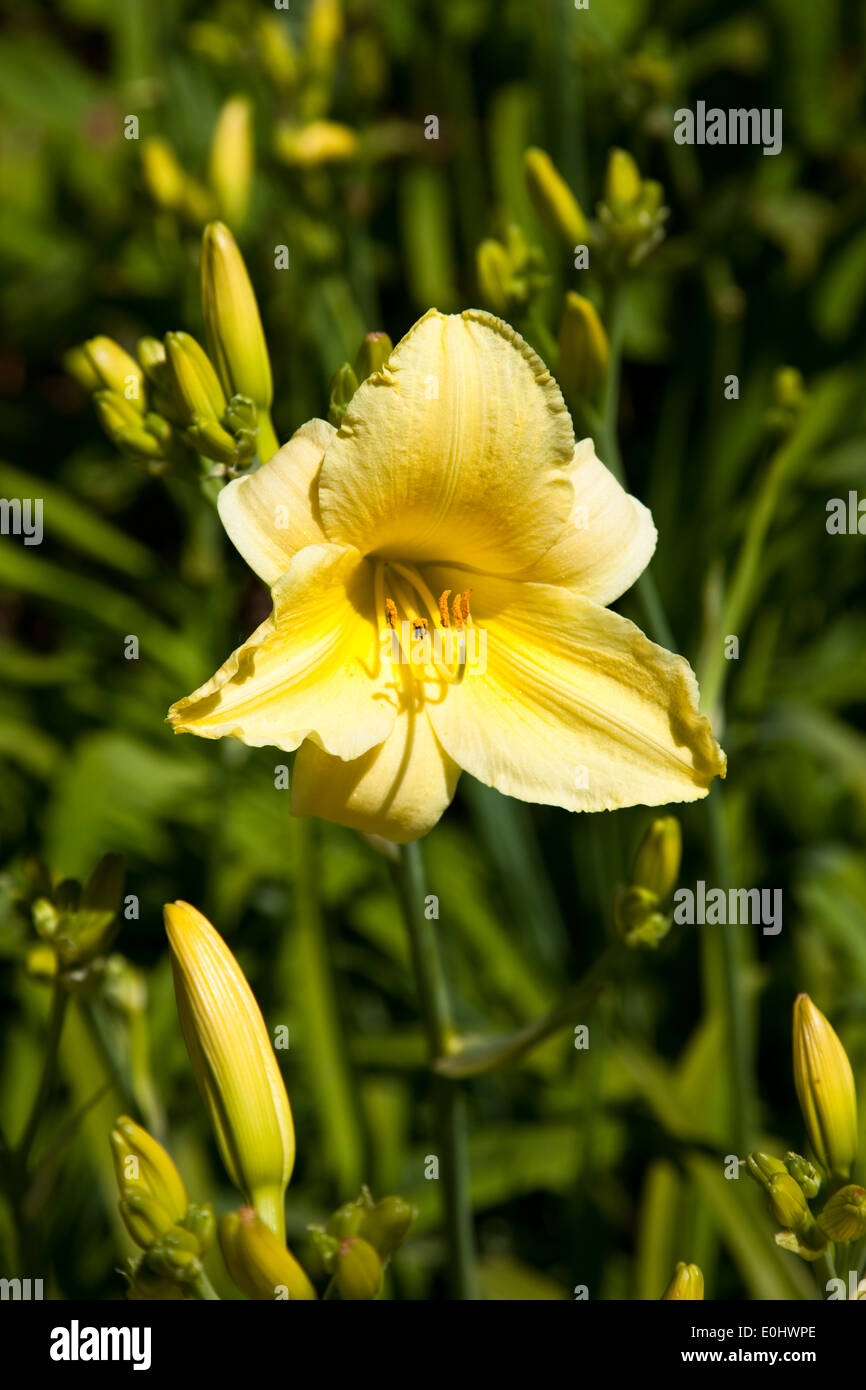 Daylily, (Hemerocallis) Stock Photo