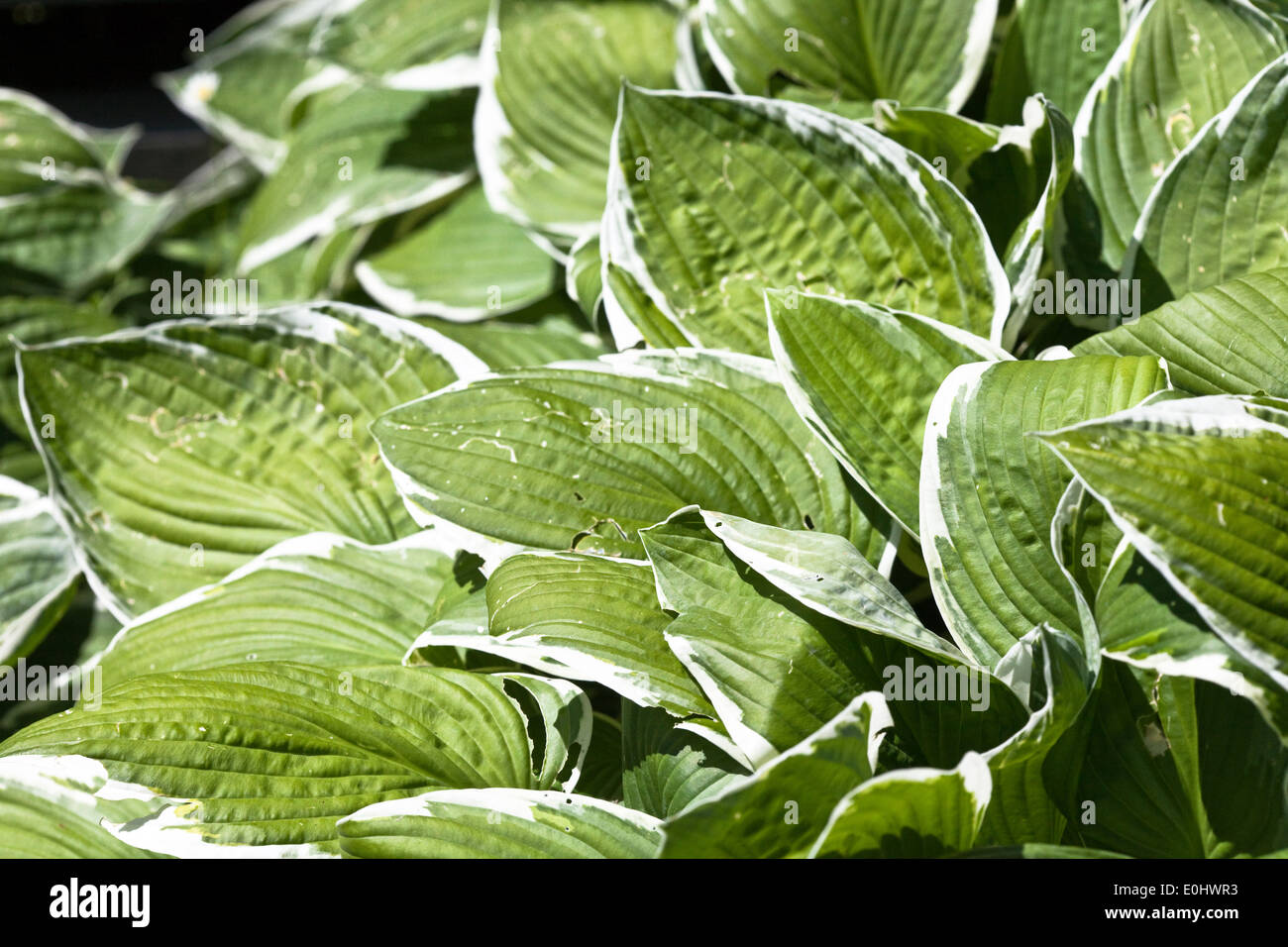 Funkie (Hosta undulata Univittata), DIE GARTEN TULLN 2009 - Plantain Lily (Hosta undulata Univittata) Stock Photo