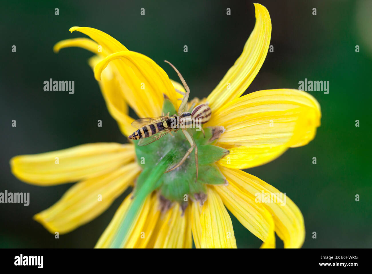 Crab spider hunting a wasp on a yellow flower Stock Photo Alamy