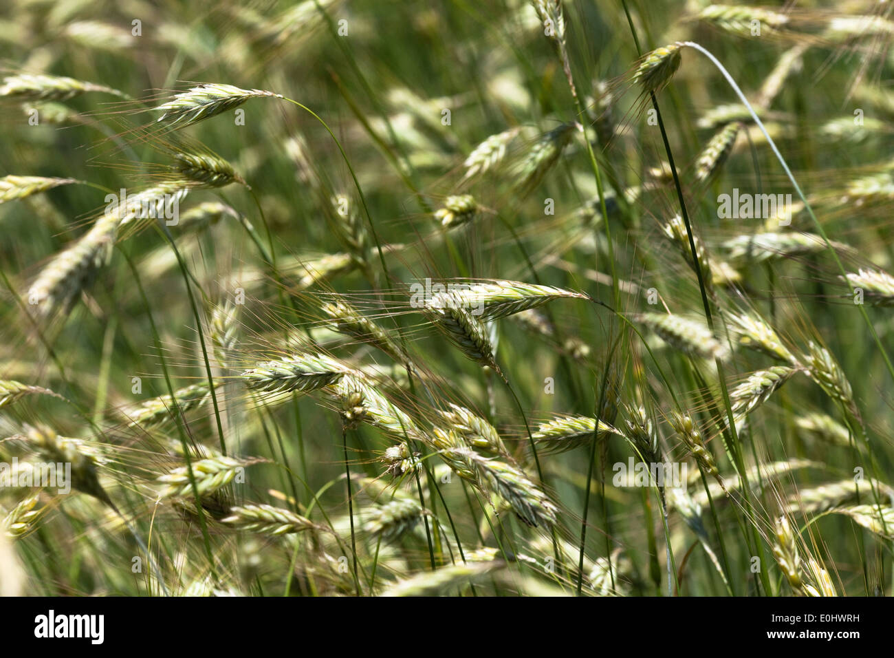 Sommergerste, (Hordeum), DIE GARTEN TULLN 2009 - Barley, (Hordeum) Stock Photo