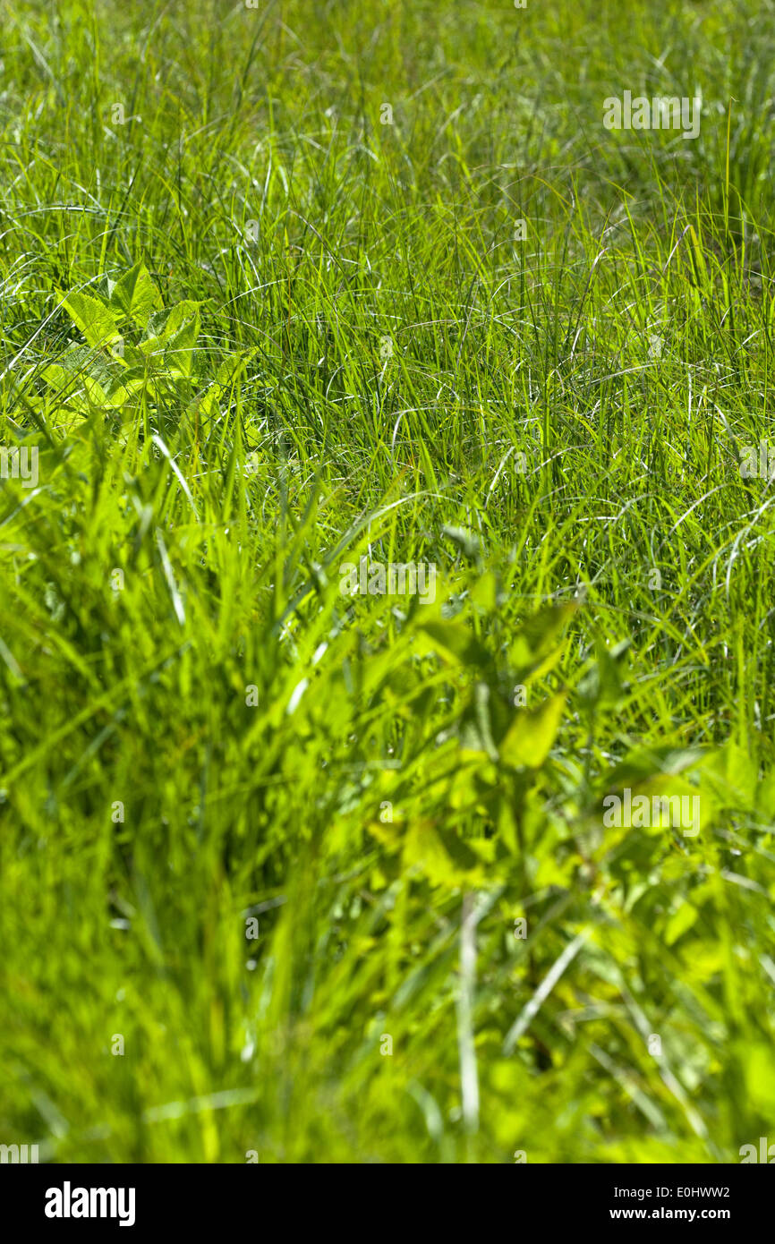 Lampenputzergras, Hameln, (Pennisetum alopecuroides), DIE GARTEN TULLN 2009 - Pennisetum alopecuroides Stock Photo