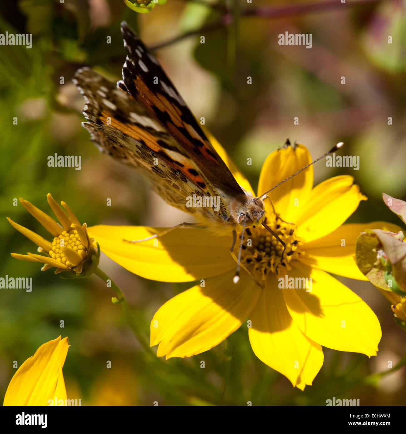 Distelfalter Topinambur Helianthus Tuberosus Die Garten Tulln