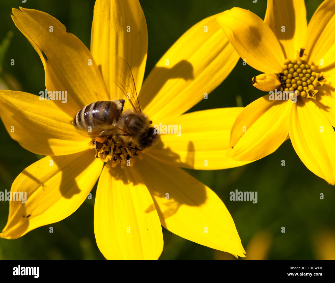 Biene, Topinambur, DIE GARTEN TULLN 2009 - Bee, Topinambur Stock Photo