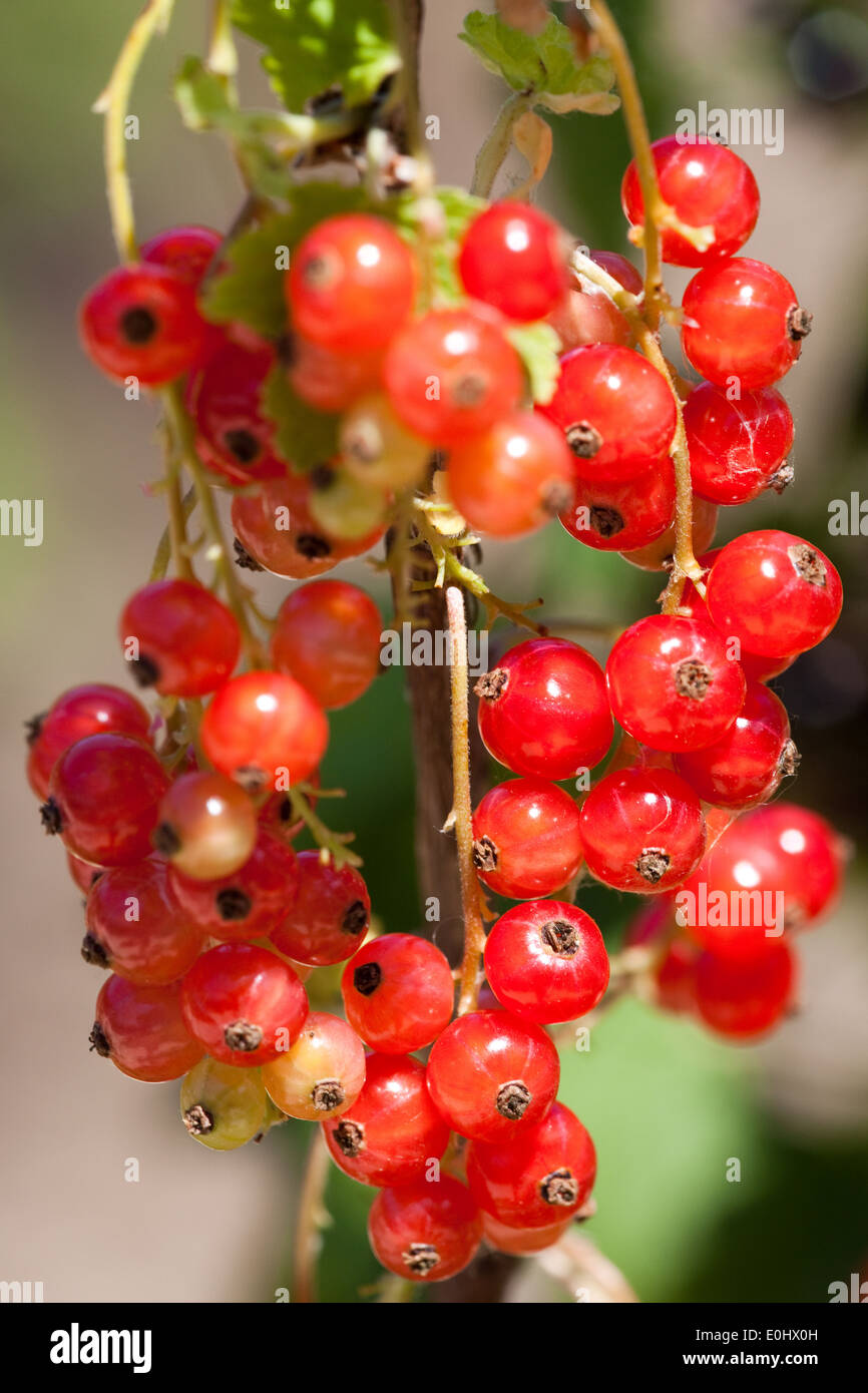 Rote Ribisel - Red currant Stock Photo
