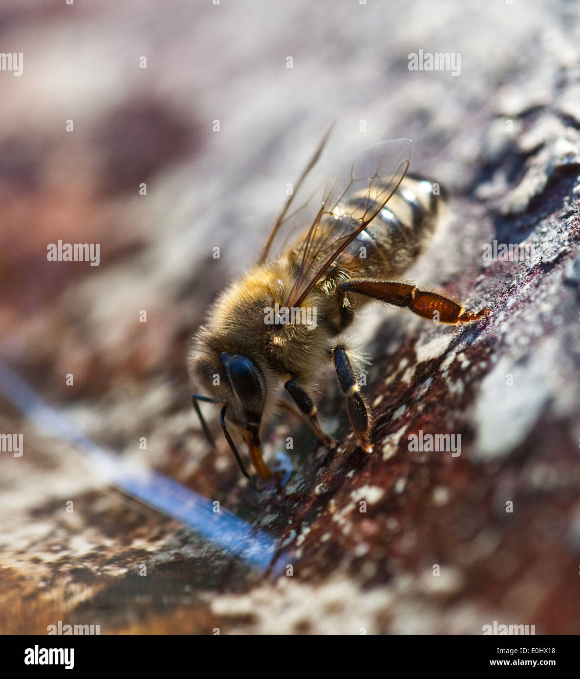 Westliche Honigbiene (Apis mellifera) - Western honey bee (Apis mellifera) Stock Photo