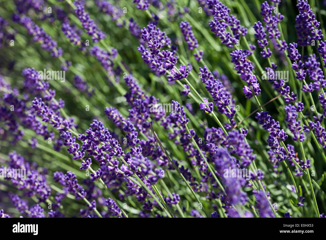 Bluehender Lavendel, DIE GARTEN TULLN 2009 - Blooming Lavender Stock Photo