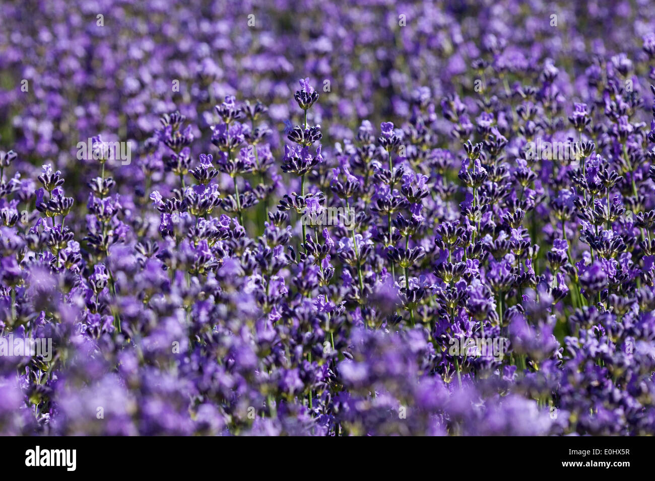 Bluehender Lavendel, DIE GARTEN TULLN 2009 - Blooming Lavender Stock Photo