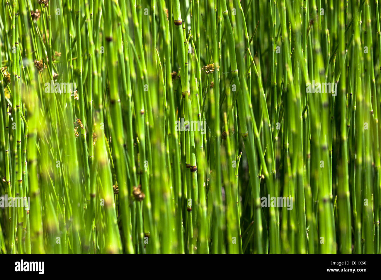 Bambus, DIE GARTEN TULLN 2009, bamboo Stock Photo