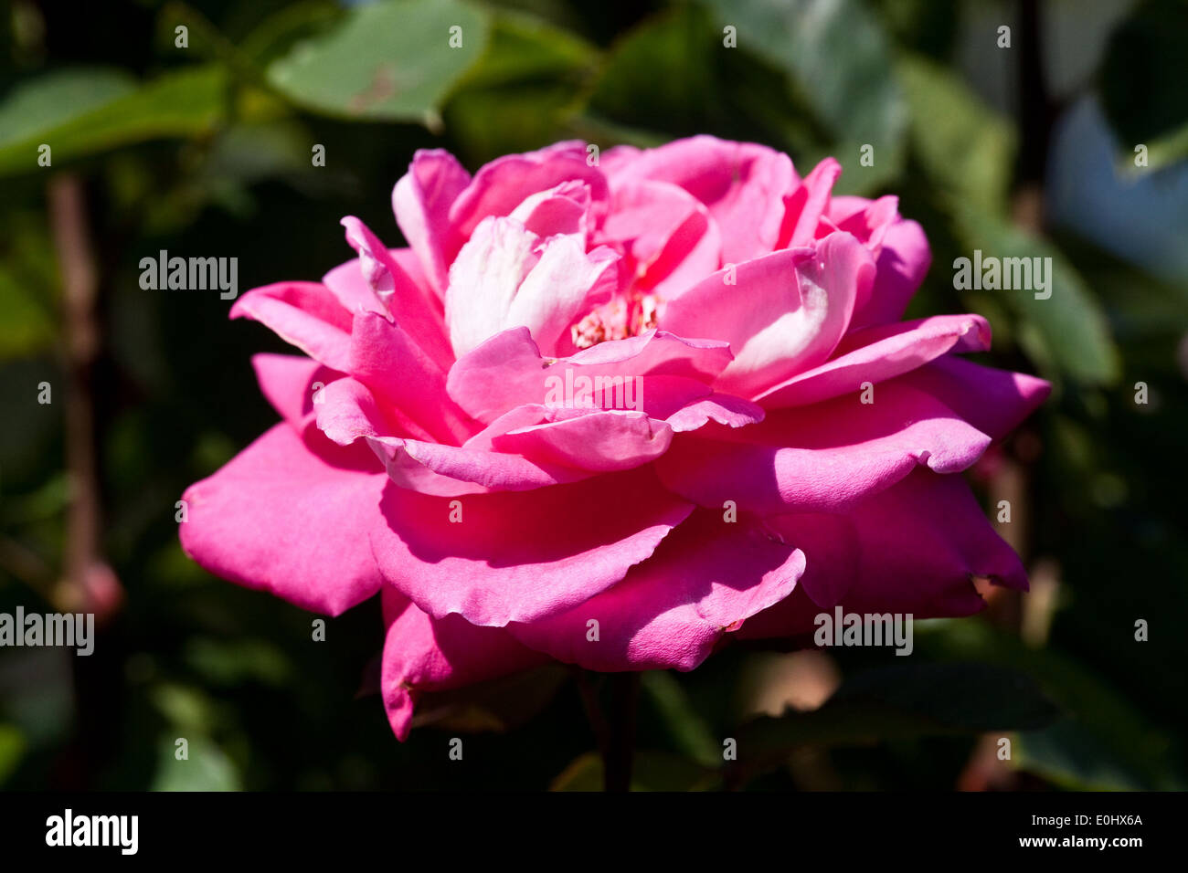 Rosafarbene Rose, DIE GARTEN TULLN 2009 - blooming roses Stock Photo