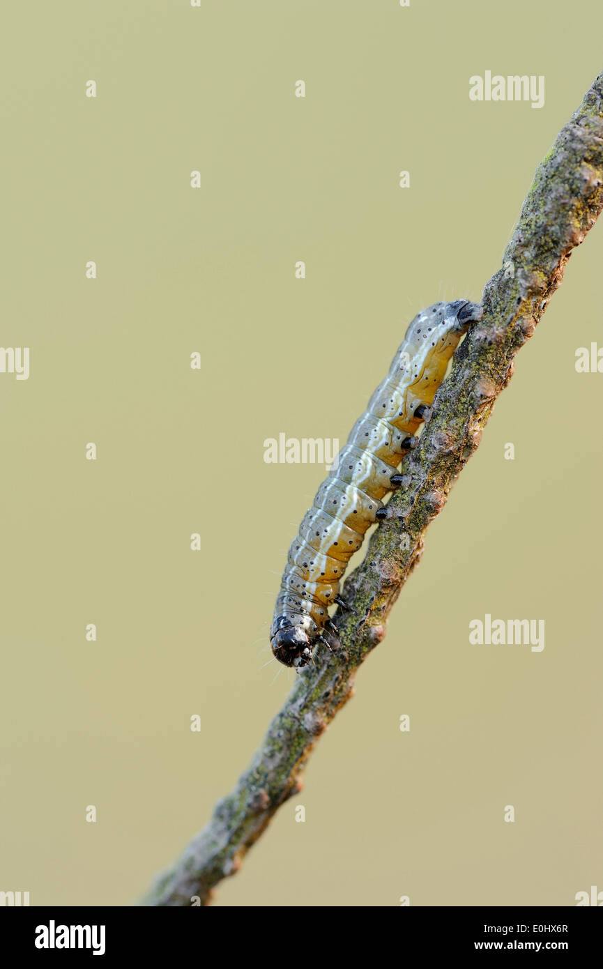 Small Quaker (Orthosia cruda), caterpillar, Netherlands Stock Photo