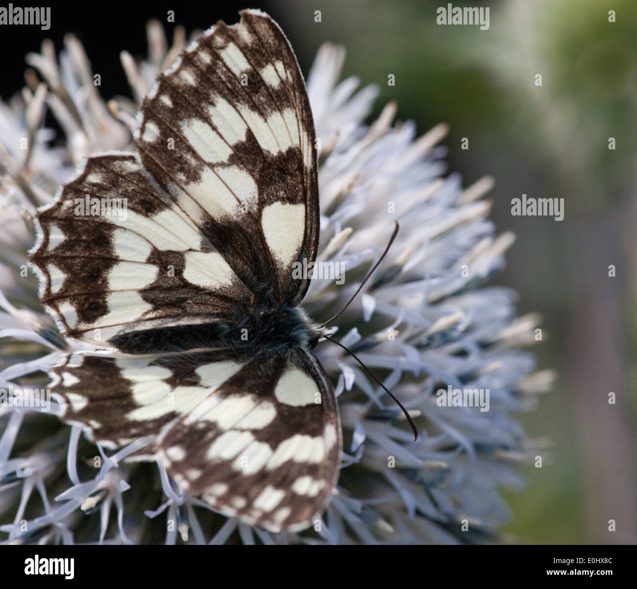 Schachbrett(Melanargia galathea), Blaudistel (Eryngium alpinum) - Marbled White (Melanargia galathea), Alpine Sea Holly Stock Photo