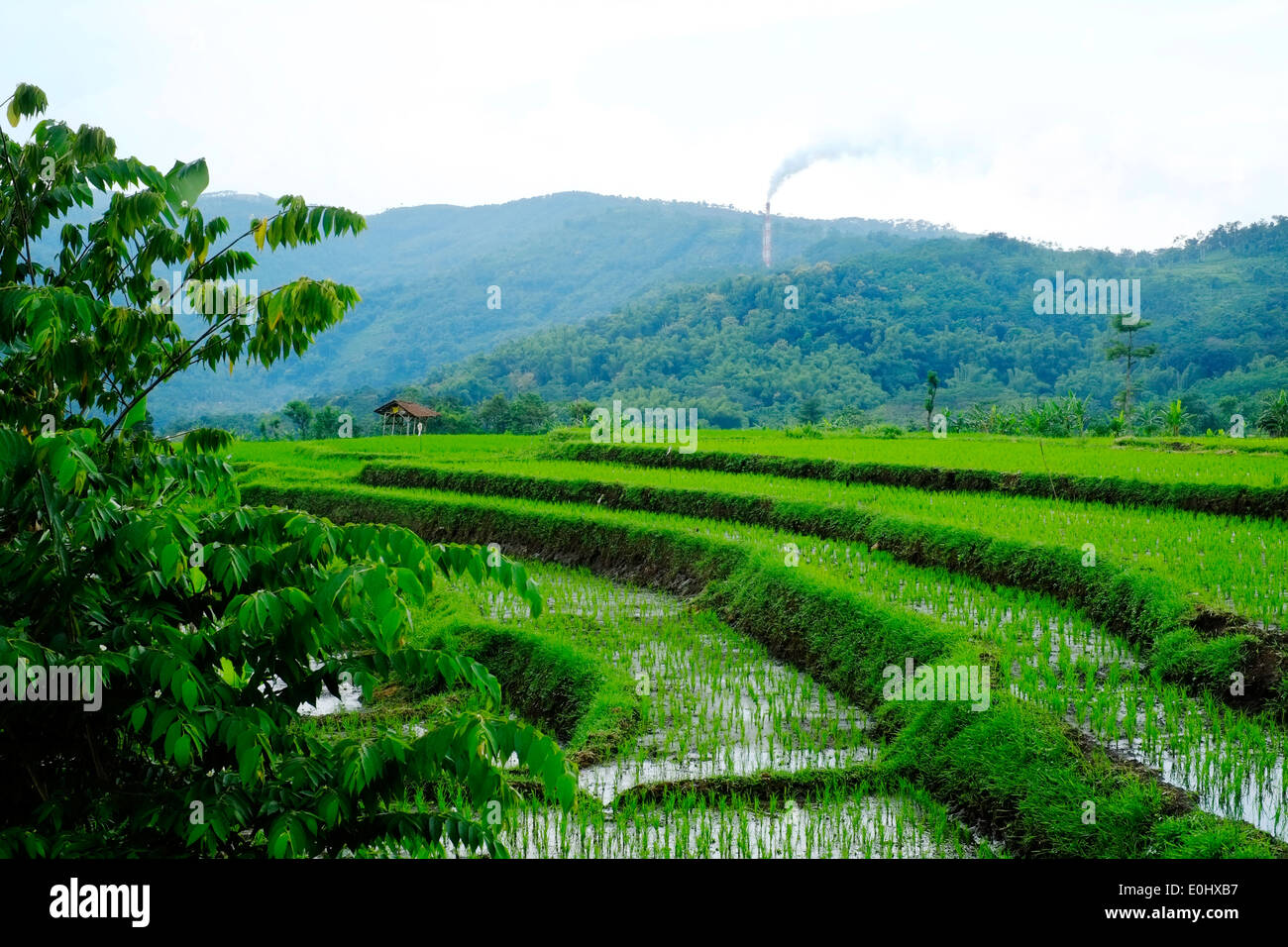 view over lush green rice fields to a factory chimney belching smoke near malang east java indonesia Stock Photo