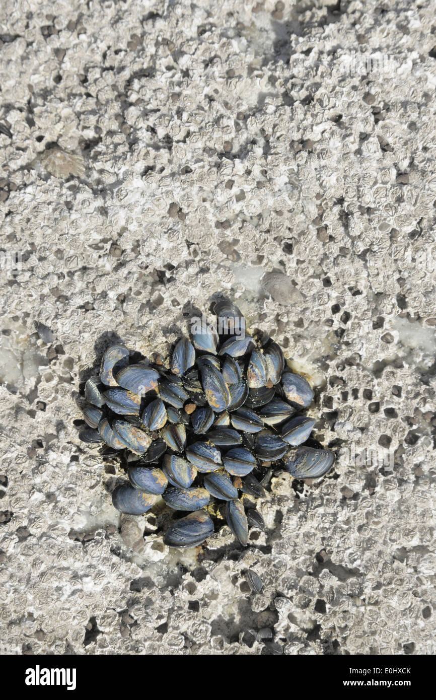 Mussels on a rock, Durban, Kwazulu-Natal, South Africa Stock Photo