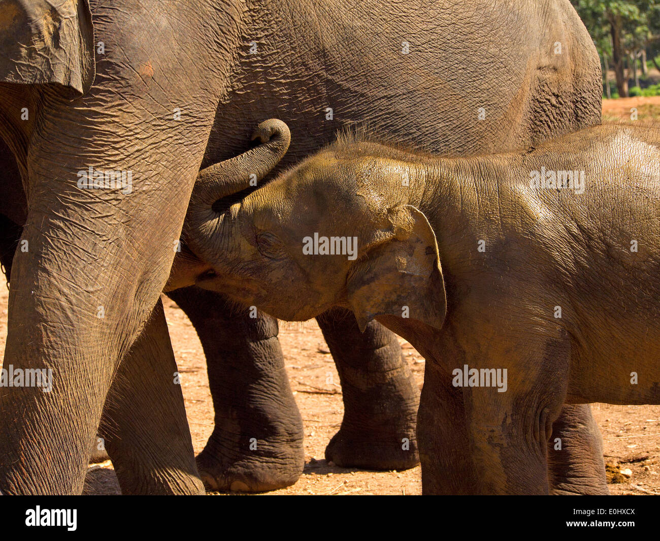 Herd of elephants at the orphanage in Sri Lanka Stock Photo