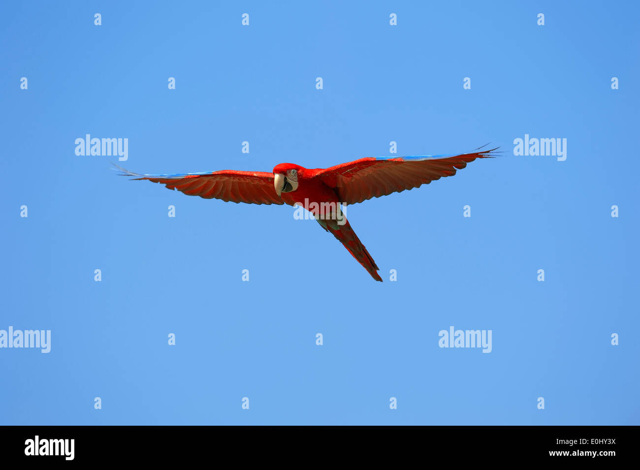 Green-winged Macaw or Red-and-Green Macaw (Ara chloroptera) Stock Photo