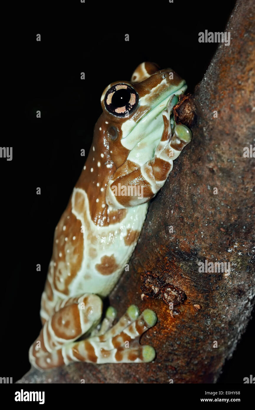 Amazonian tree frog hi-res stock photography and images - Alamy