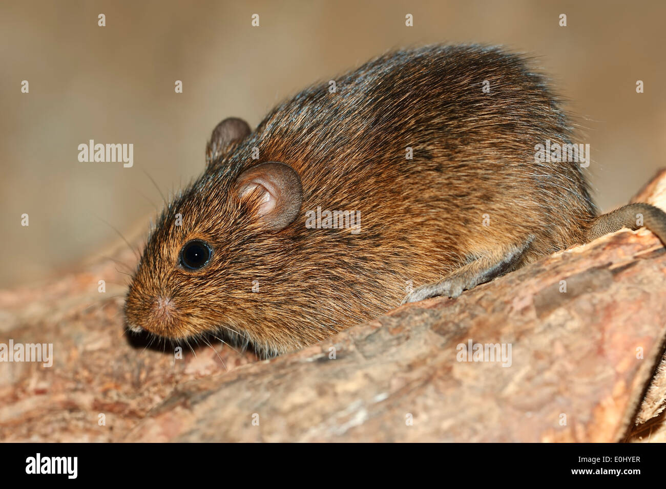 Hispid cotton rat sigmodon hispidus hires stock photography and images