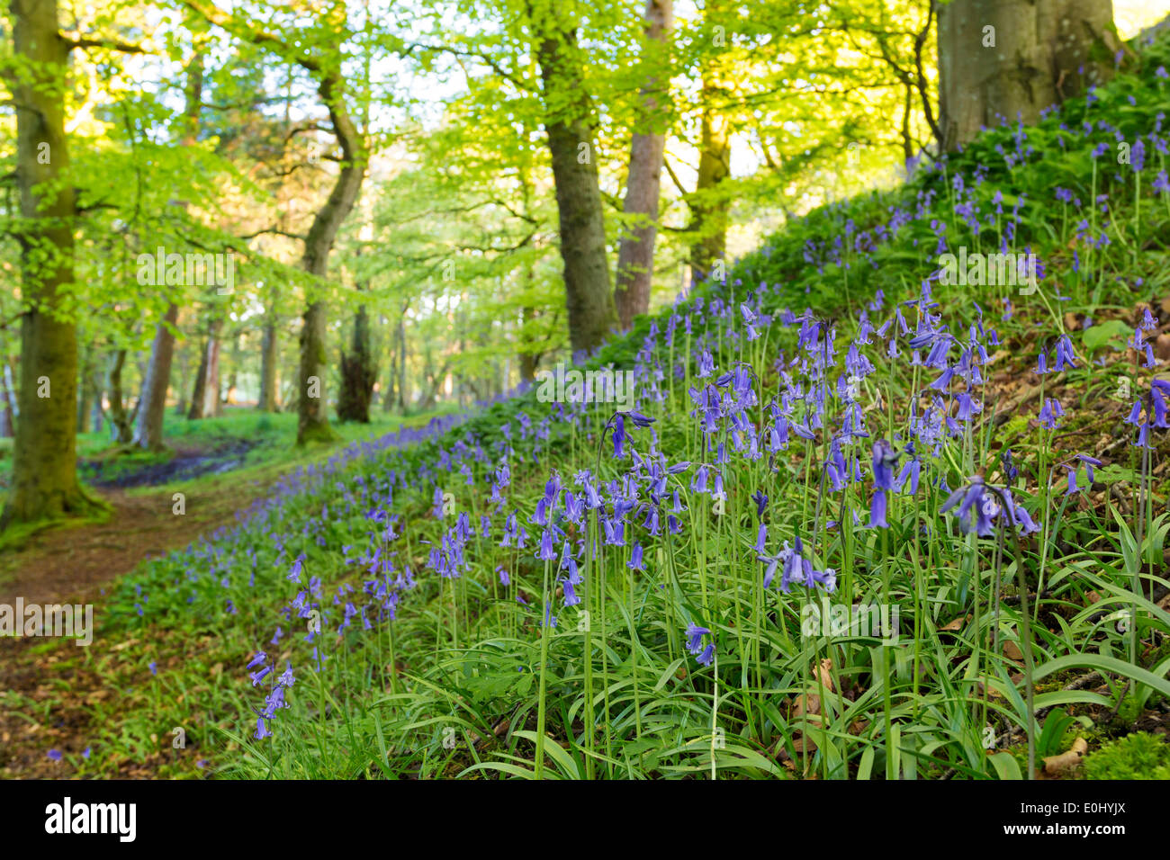 Teesdale, County Durham Northeast England UK. 14th May 2014.  Spring here can be several weeks later than in southern parts of the country and Bluebells Hyacinthoides non-scripta are only just coming into bloom in the woodlands near Low Force Bowlees in Upper Teesdale County Durham UK. Credit:  David Forster/Alamy Live News Stock Photo