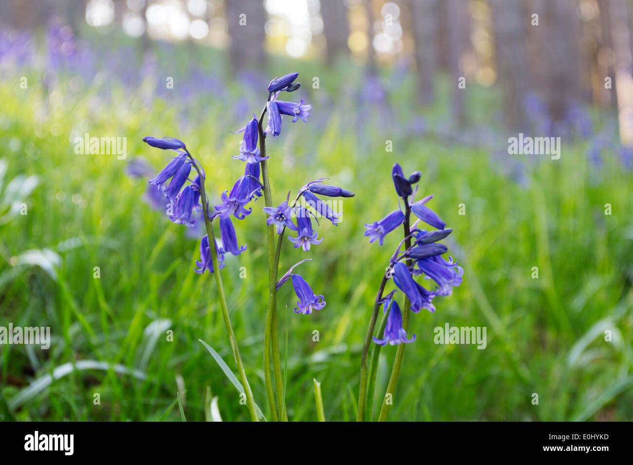 Teesdale, County Durham Northeast England UK. 14th May 2014.  Spring here can be several weeks later than in southern parts of the country and Bluebells Hyacinthoides non-scripta are only just coming into bloom in the woodlands near Low Force in Upper Teesdale County Durham UK. Credit:  David Forster/Alamy Live News Stock Photo