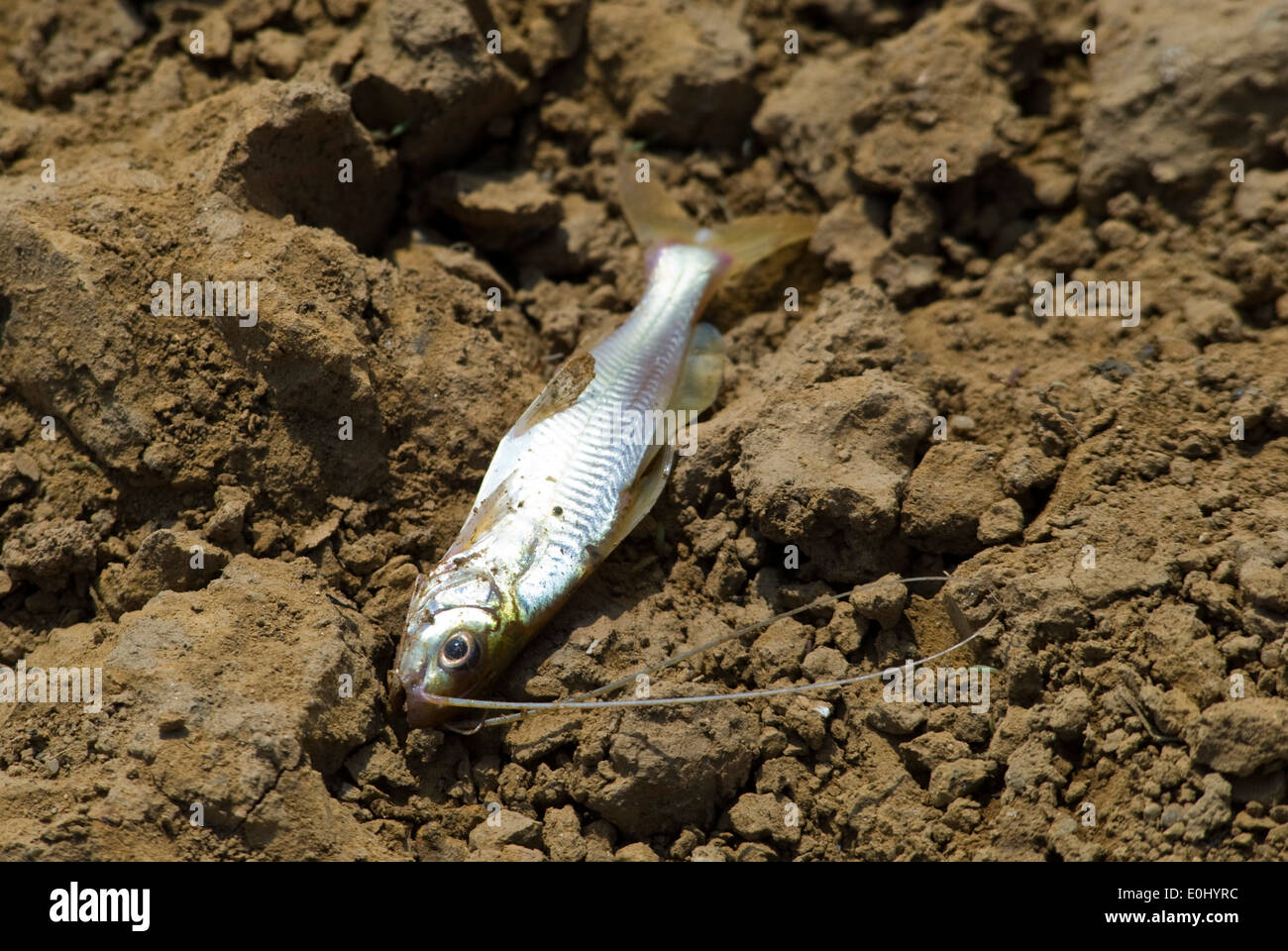 Carcass of a fish Stock Photo Alamy