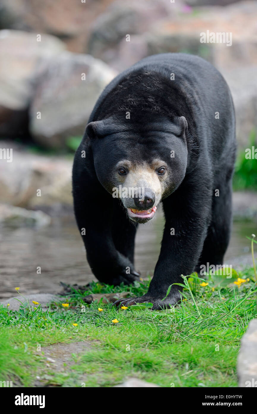 Malayan Sun Bear or Malaysian Sun Bear (Ursus malayanus, Helarctos malayanus) Stock Photo
