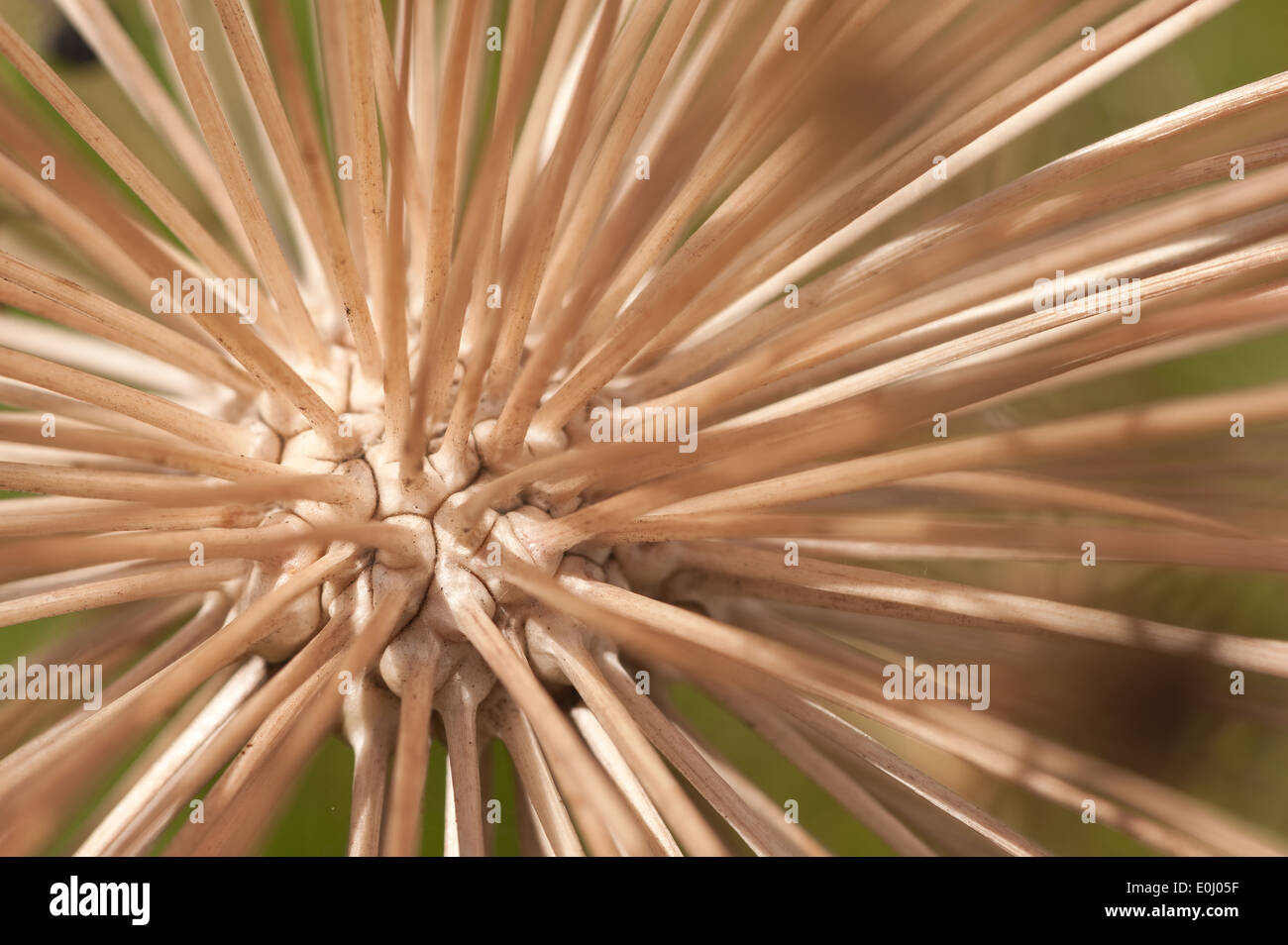 Seed head center of Allium christophii an ornamental bulbous plant huge globes of small star shaped seeds on many stems Stock Photo