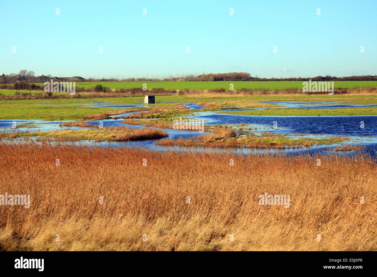 Nature reserve, Isle of Harty, Isle of Sheppey, Kent, England Stock
