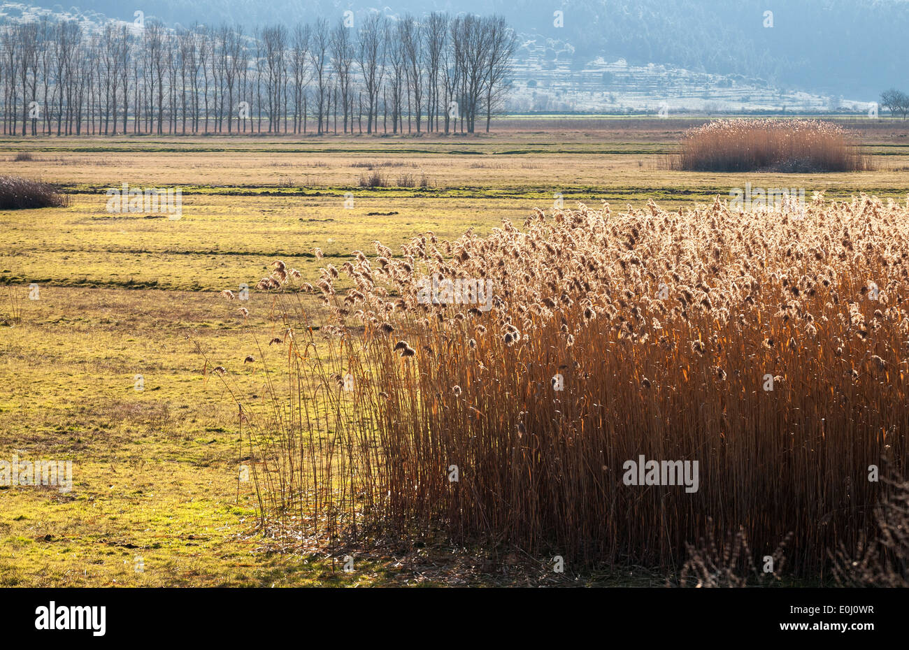 Reed beds by the Stymphalian Lake in southern Korinthia, Peloponnese