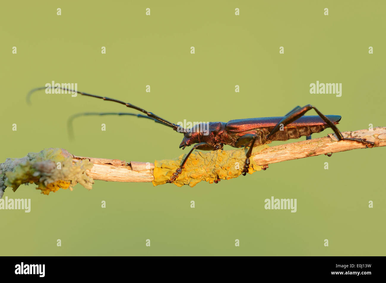 Musk Beetle (Aromia moschata), male, North Rhine-Westphalia, Germany Stock Photo