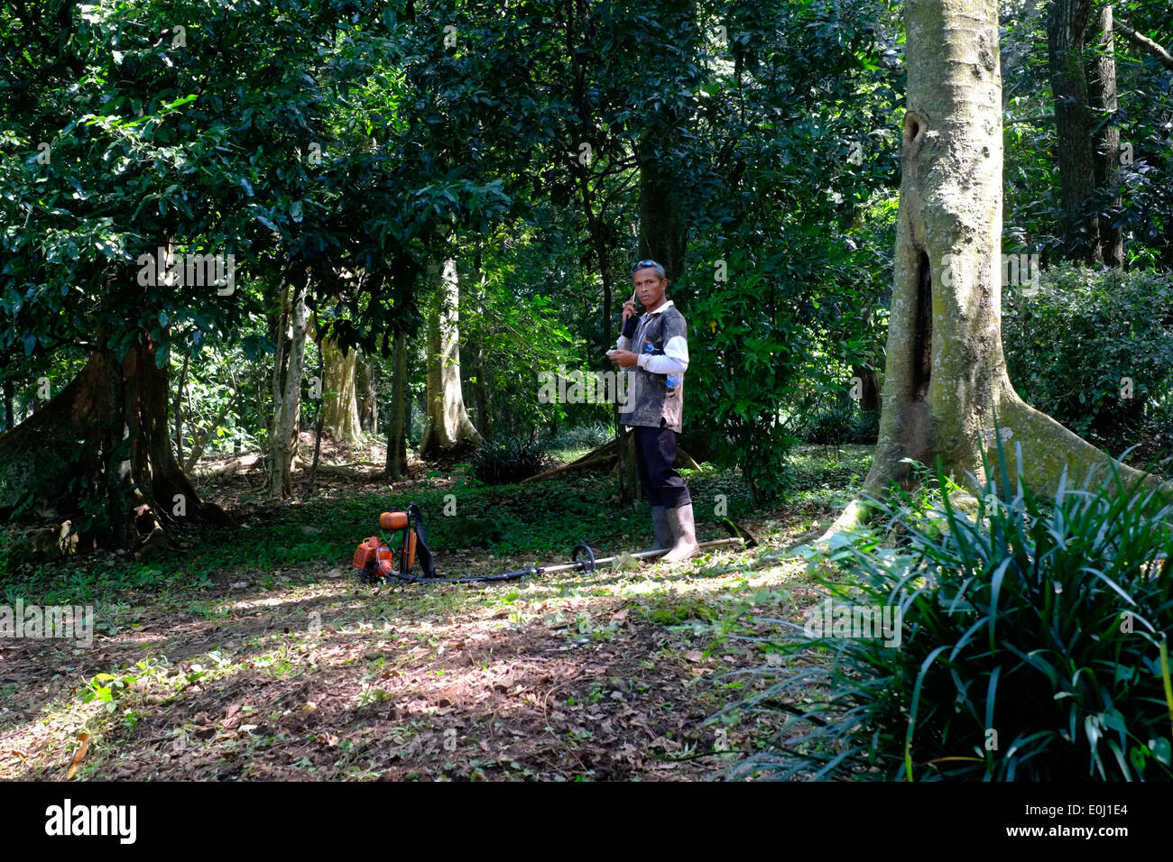 Forestry Worker Using His Mobile Telephone At The Purwodadi