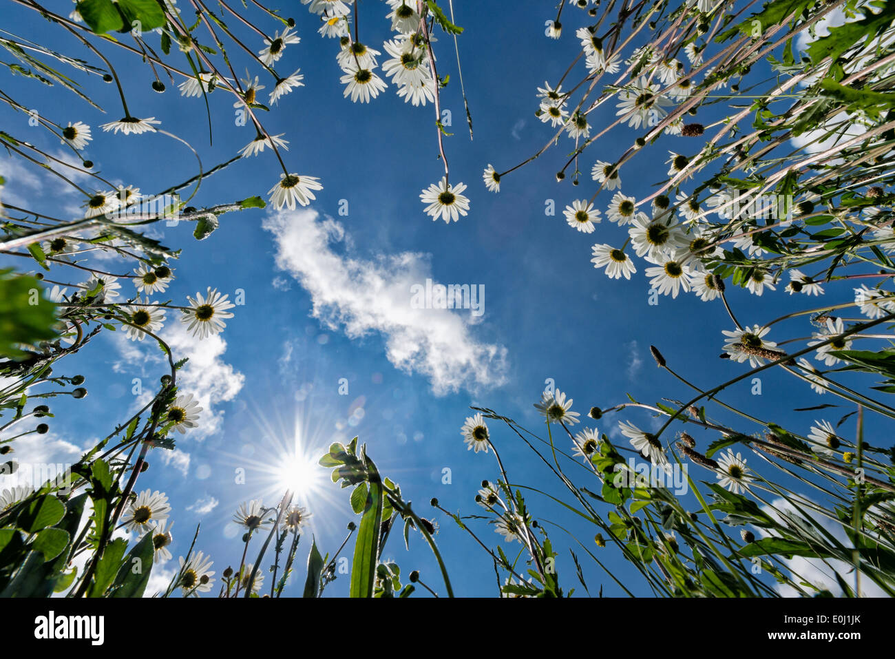 Longstanton, Cambridgeshire UK 14th May 2014. Ox eye daisies burst into bloom as warm sunny weather returns to the UK. The wild plants self-seed and form a mass of white flowers at the side of the road in the village of Longstanton covering what would otherwise be bare ground. Credit Julian Eales/Alamy Live News Stock Photo
