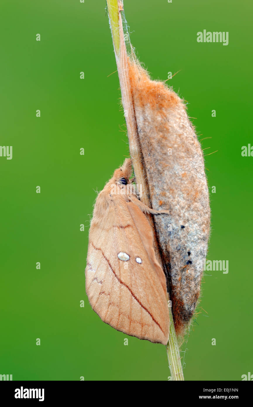 Drinker Moth (Philudoria potatoria), freshly hatched, on cocoon, North Rhine-Westphalia, Germany Stock Photo