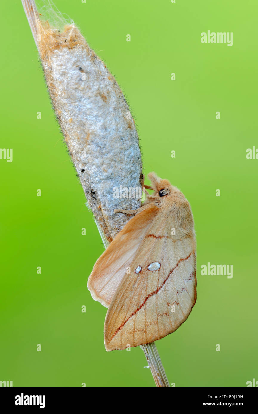 Drinker Moth (Philudoria potatoria), freshly hatched, on cocoon, North Rhine-Westphalia, Germany Stock Photo