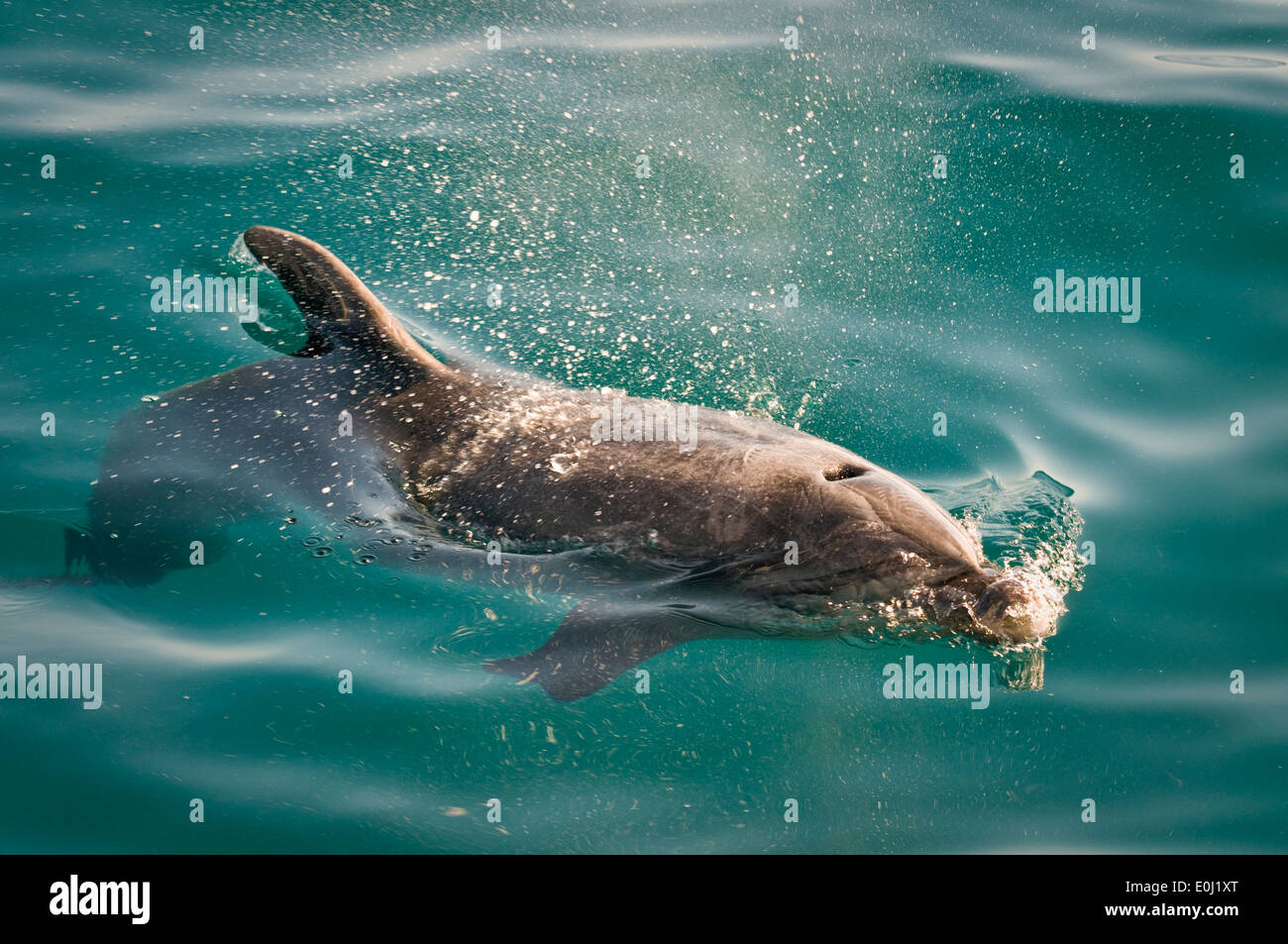 Bottlenose Dolphin breaking the surface, Bay of Islands, Northland, New Zealand Stock Photo