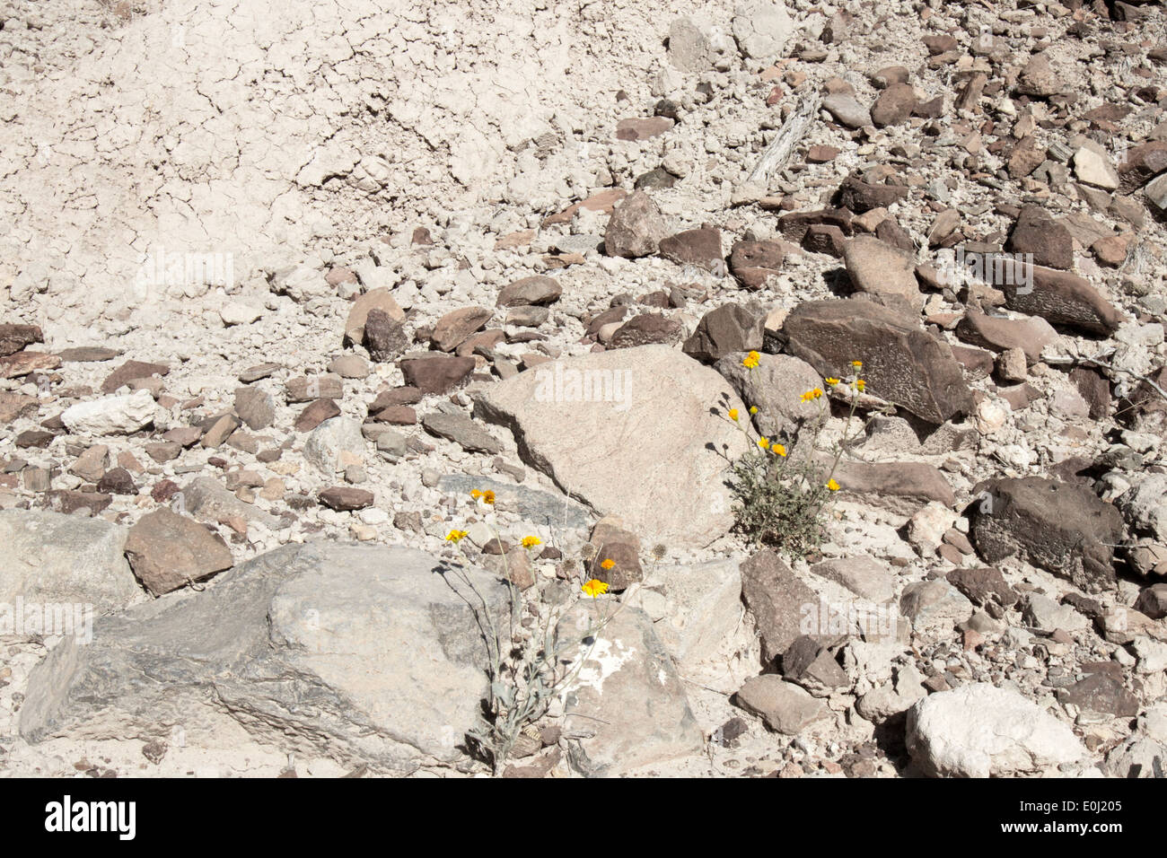 Dry desert river bed during extreme drought dotted with blooming spring wild flowers Stock Photo