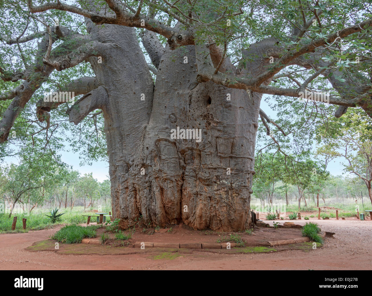 two thousand year old baobab tree in south africa Stock Photo