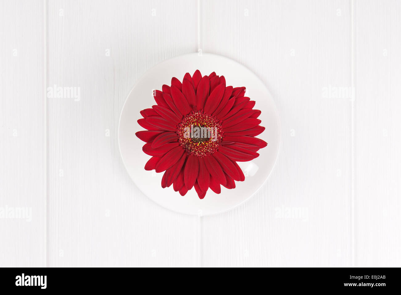 Red gerbera flower in cup and sauce on white wooden background. Closeup. Stock Photo