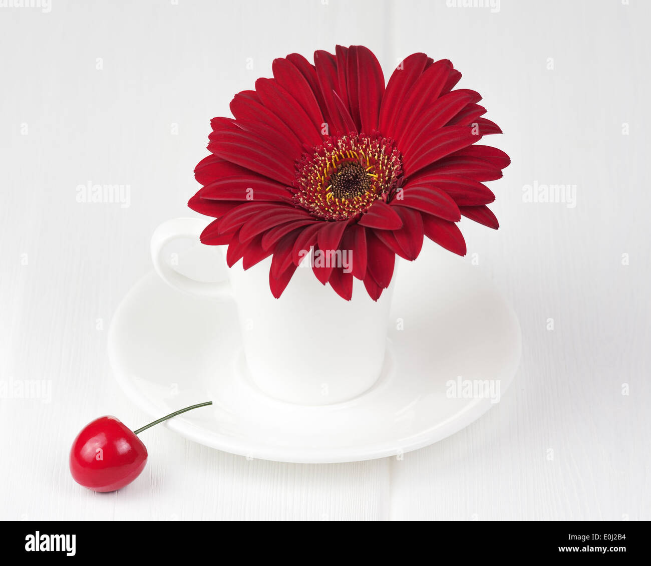 Red gerbera flower in cup and sauce on white wooden background. Closeup. Stock Photo