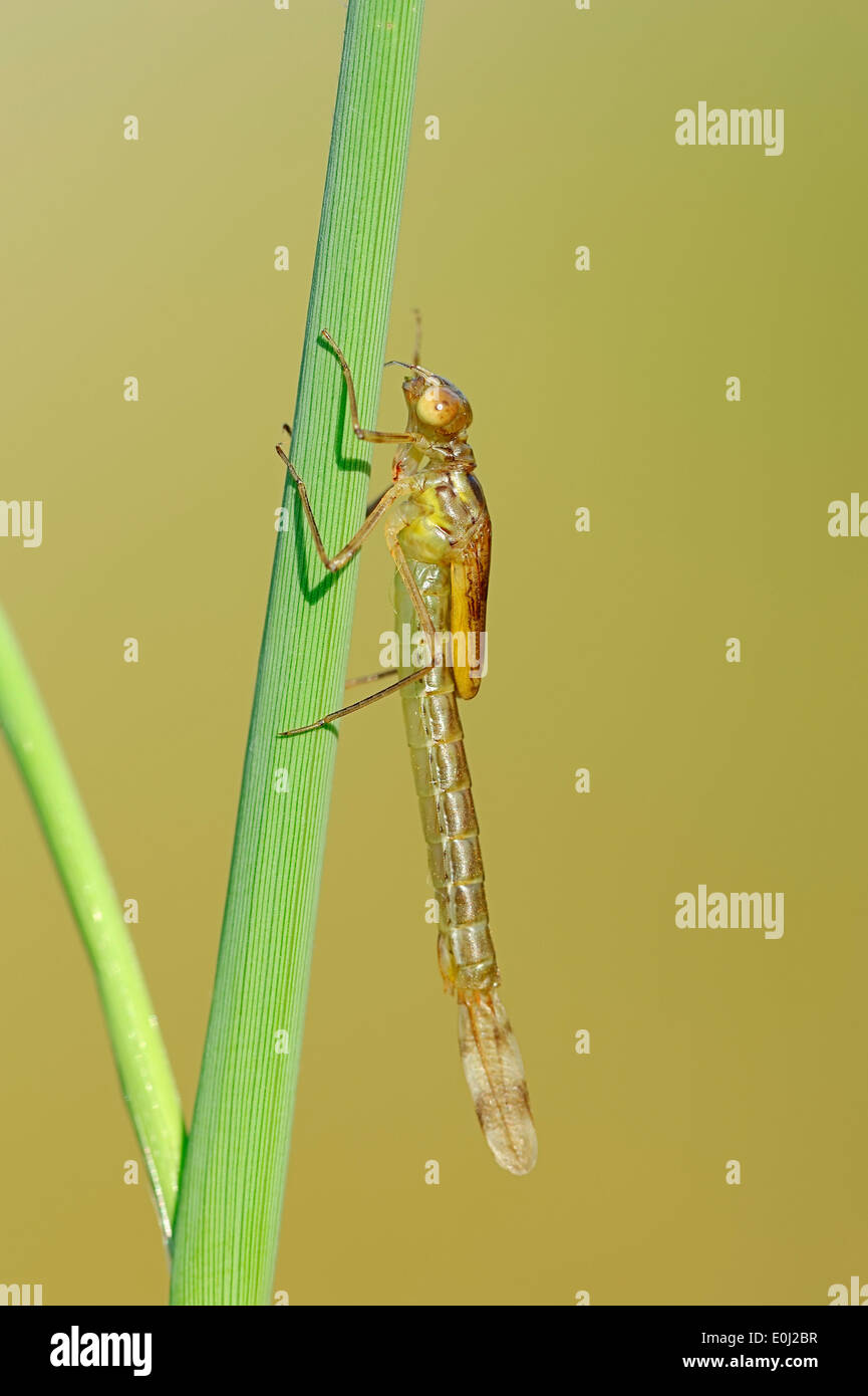 Willow Emerald Damselfly or Western Willow Spreadwing (Lestes viridis), larva at blade of grass before they are hatched Stock Photo