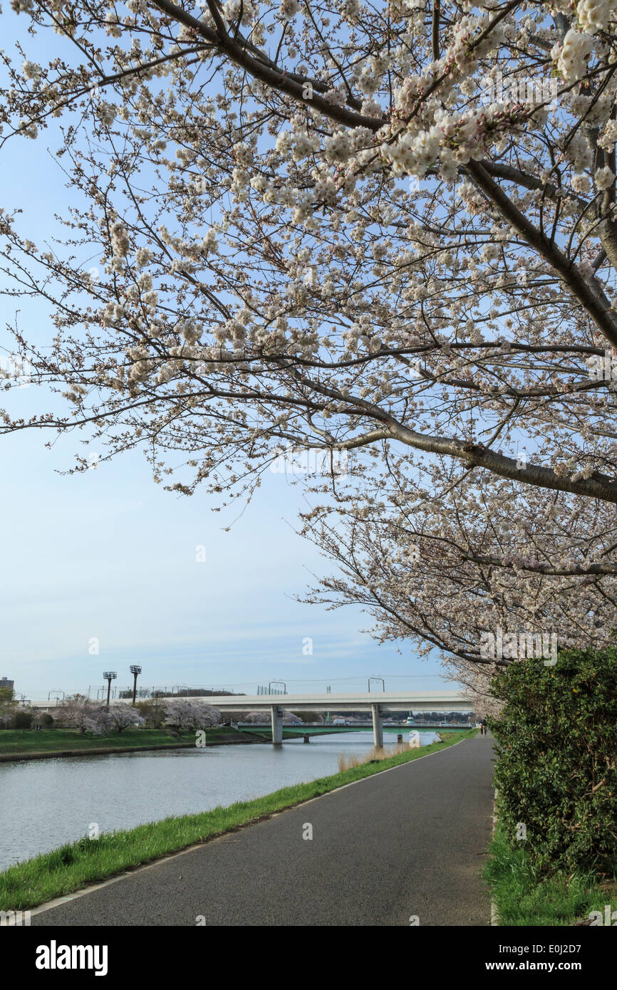 Cherry Blossoms In Japan Stock Photo - Alamy