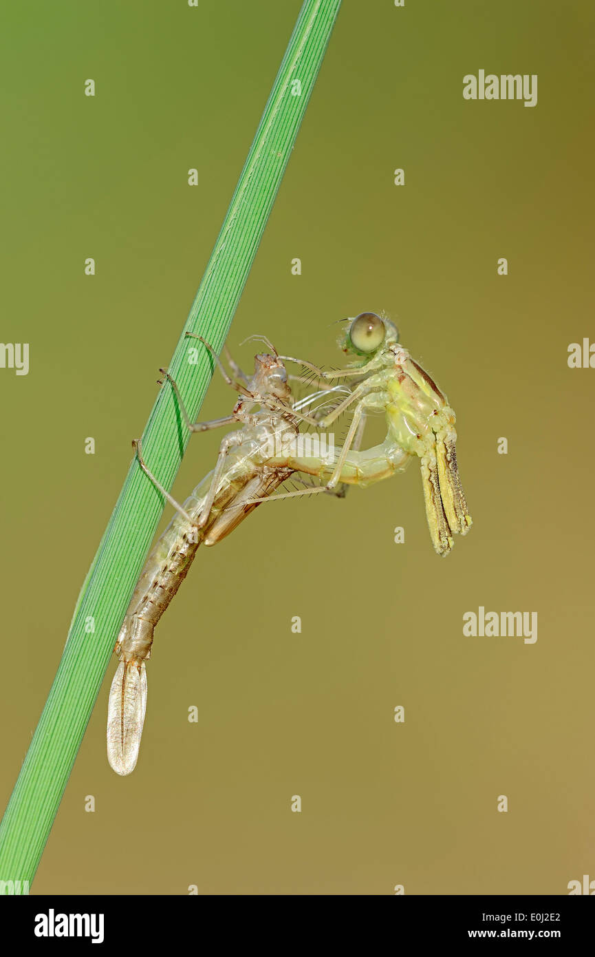 Willow Emerald Damselfly or Western Willow Spreadwing (Lestes viridis), hatching, North Rhine-Westphalia, Germany Stock Photo