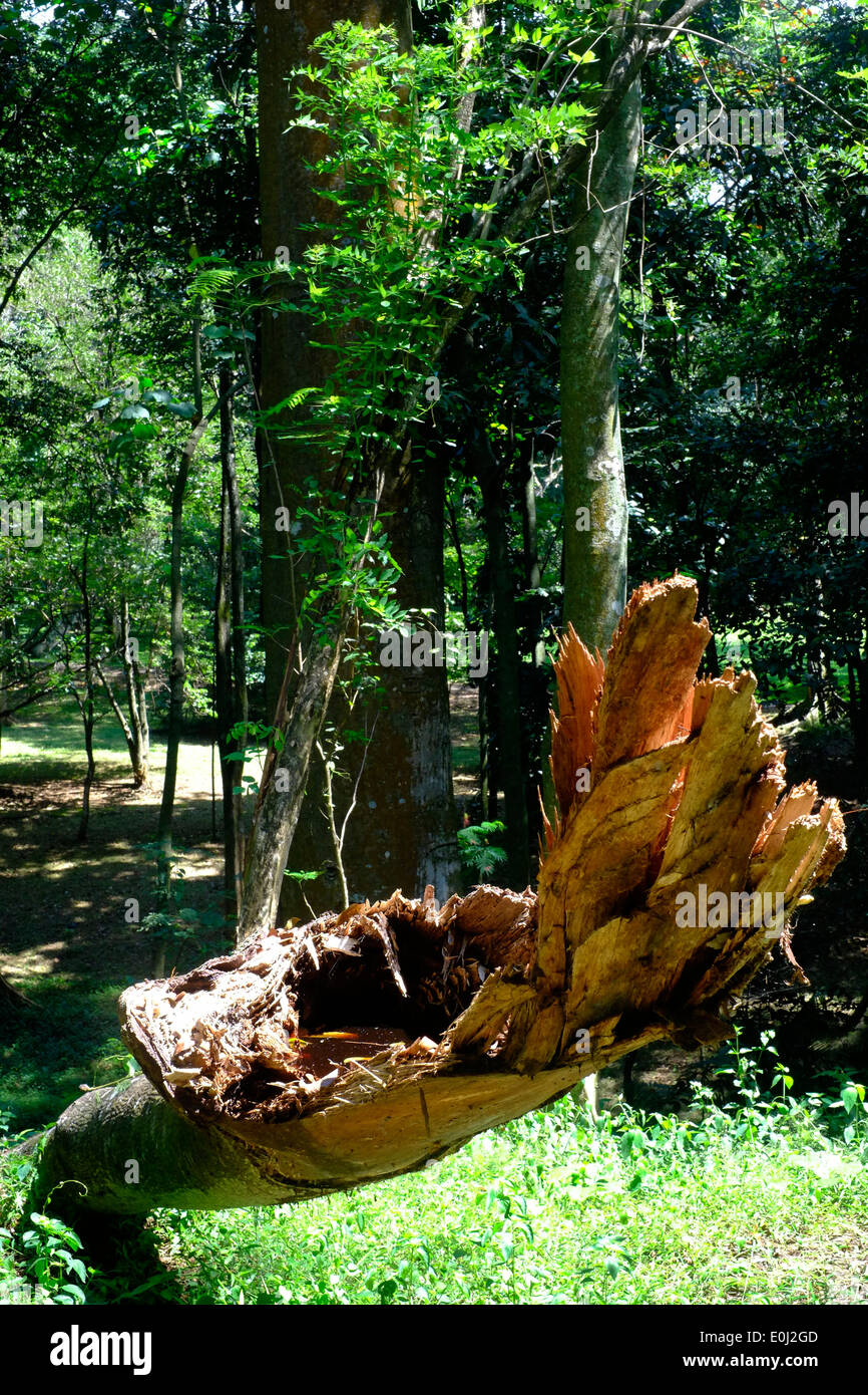 fallen tree trunk amongst the greenery at the purwodadi botanical ...