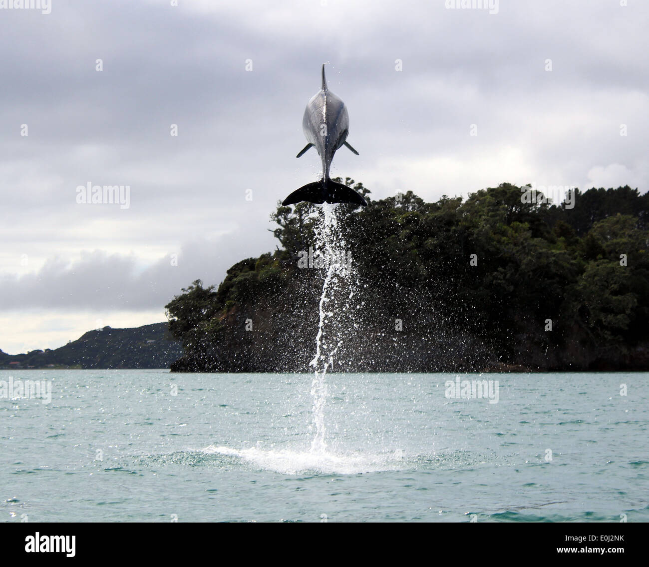 Jumping dolphin in Bay of Islands, New Zealand Stock Photo
