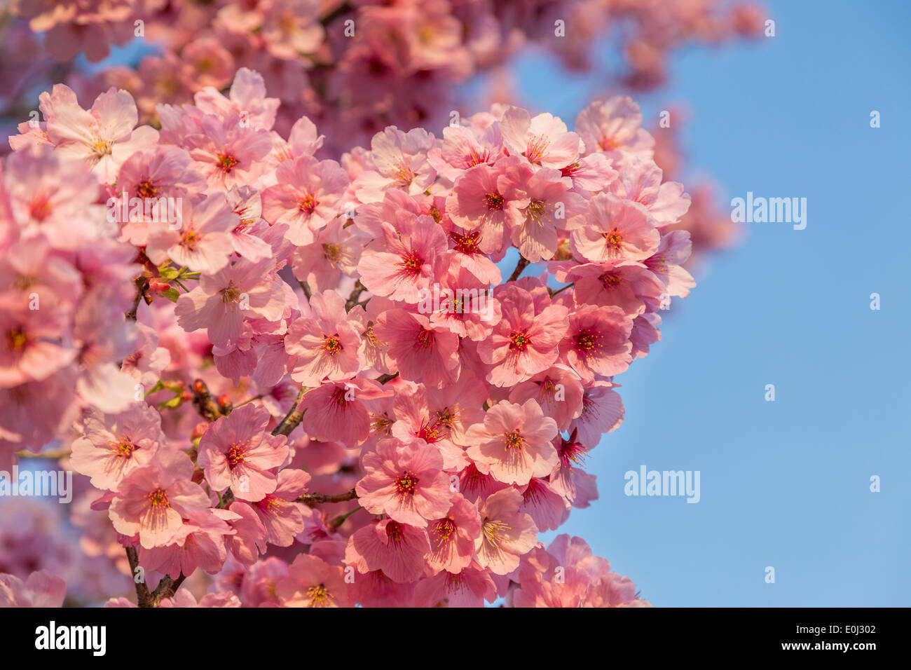 Cherry blossoms in Japan Stock Photo - Alamy