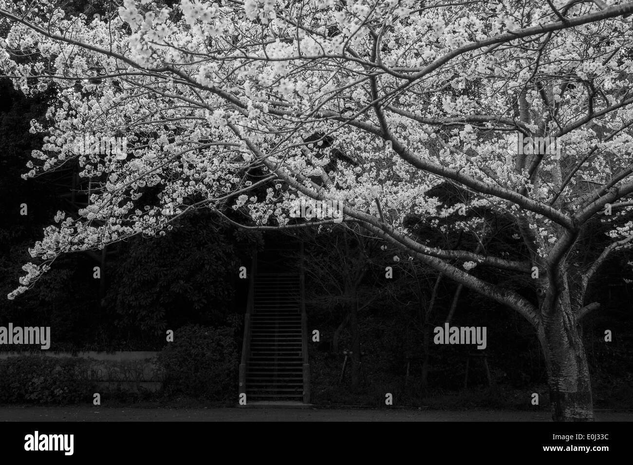 Spring cherry flower tree Black and White Stock Photos & Images - Alamy