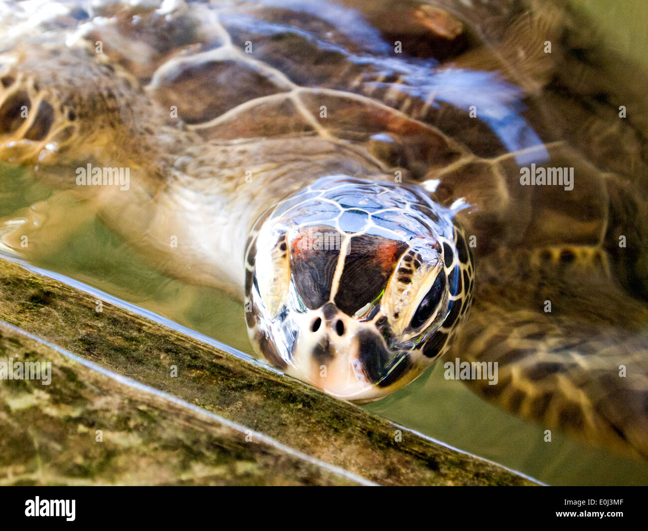 Close-up of a turtle at the rearing station in Sri Lanka Stock Photo