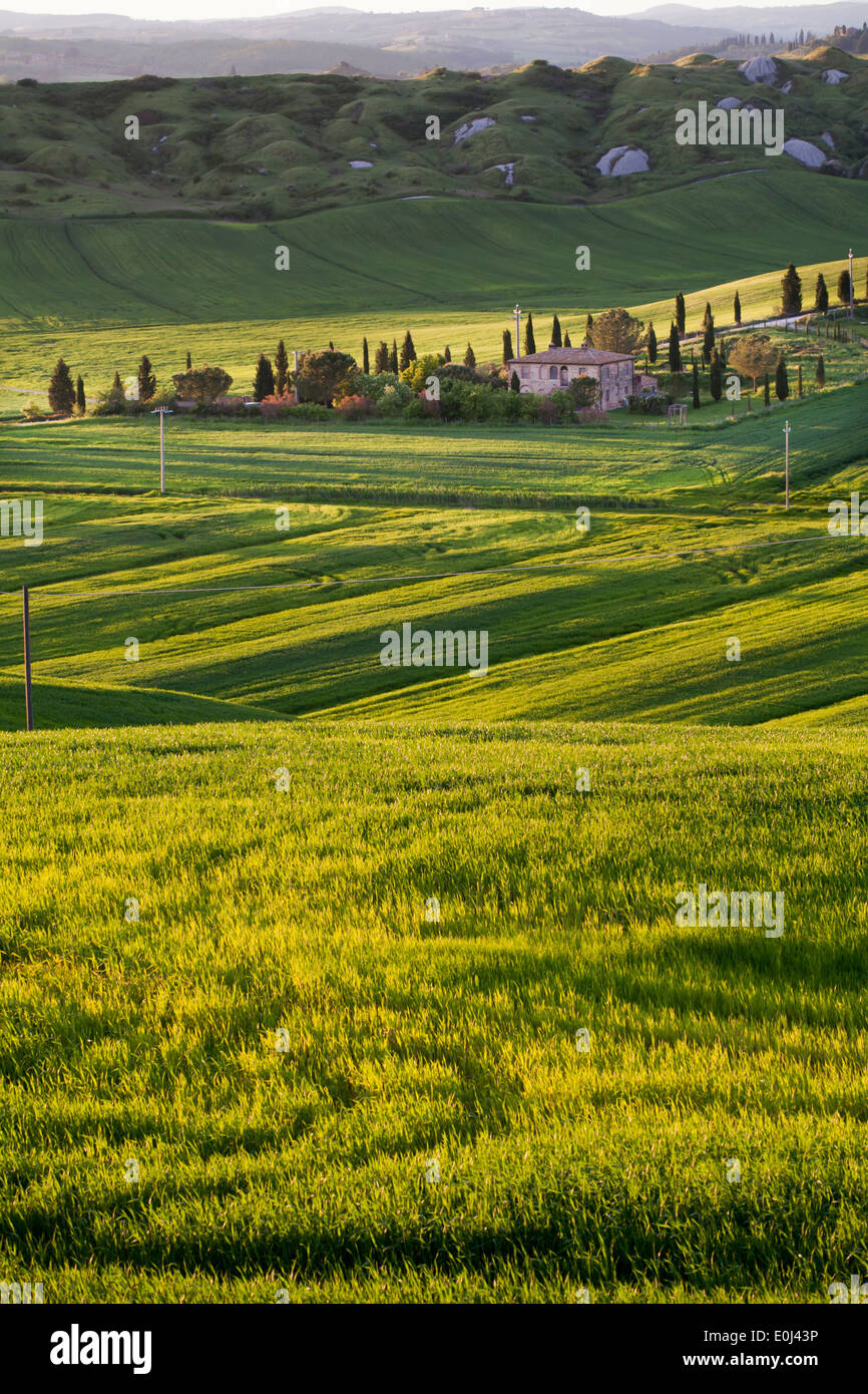 Tuscany countryside, Senesi Italy. Stock Photo
