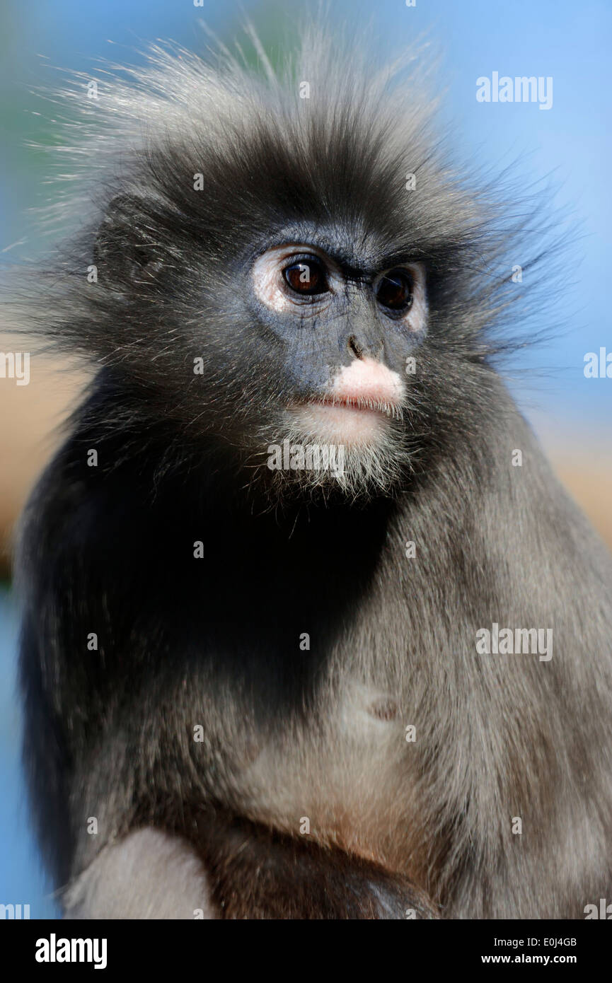 Dusky Leaf Monkey, Spectacled Langur or Spectacled Leaf Monkey (Trachypithecus obscurus, Presbytis obscurus) Stock Photo